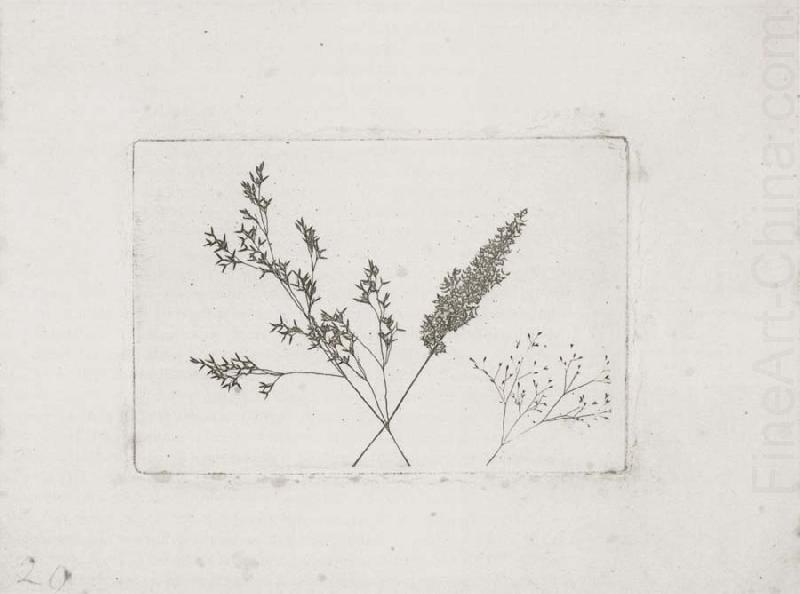 Three Grasses, Willim Henry Fox Talbot